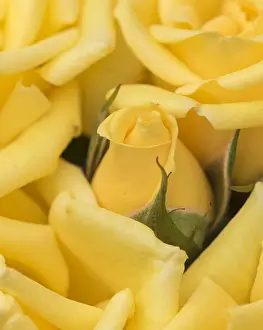 Miscellaneous: Yellow rose, International Rose Test Garden, Portland