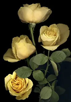 050419: Yellow Roses on Black Background