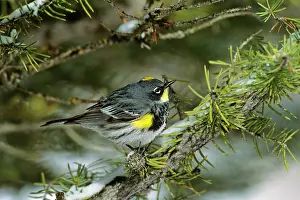 Audubons: Yellow-rumped / Audubon's Warbler