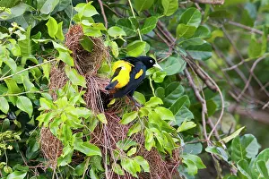 Cacicus: Yellow-rumped Cacique