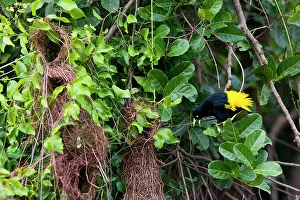 Cacicus: Yellow-rumped Cacique