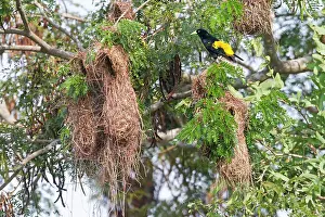 Cacicus: Yellow-rumped Cacique