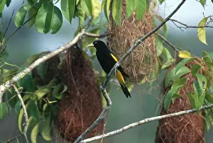 Rumped: Yellow-rumped Cacique