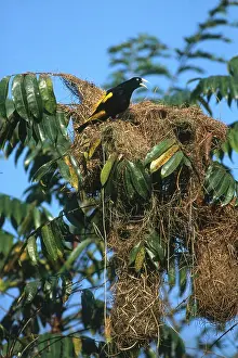 Squawking: Yellow-rumped Cacique