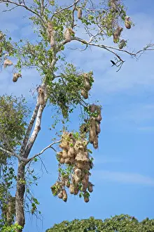 Cacicus: Yellow-rumped Cacique colony