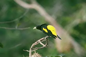 Cacicus: Yellow Rumped Cacique - male displaying