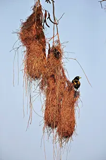 Rumped: Yellow-rumped Cacique nest Pantanal area Mato Grosso