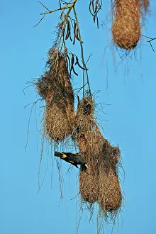 Rumped: Yellow-rumped Cacique nest Pantanal area Mato Grosso
