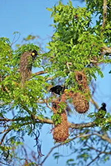 Rumped: Yellow-rumped Cacique nest Pantanal area Mato Grosso