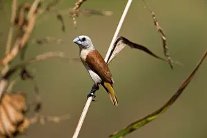 Mannikin: Yellow-rumped Mannikin