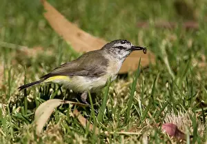 Thornbill: Yellow-rumped Thornbill