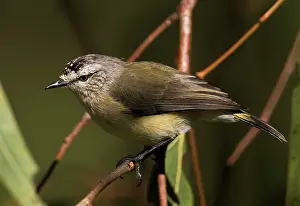 Thornbill: Yellow-rumped Thornbill