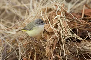 Thornbill: Yellow-rumped Thornbill