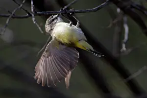 Thornbill: Yellow-rumped Thornbill