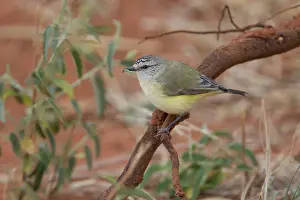 Grub: Yellow-rumped Thornbill - with grub in mouth