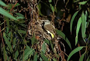 Thornbill: Yellow-rumped Thornbill - at nest