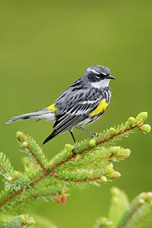 Coronata: Yellow-rumped Warbler