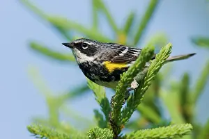 Coronata: Yellow-rumped Warbler