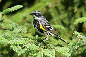 Coronata: Yellow-rumped Warbler