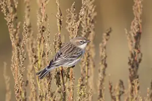 Coronata: Yellow-rumped Warbler