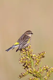 Coronata: Yellow-rumped Warbler