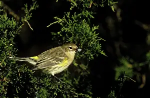 Parulidae: Yellow-rumped Warbler