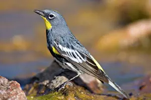 Parulidae: Yellow-rumped Warbler