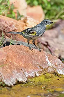 Parulidae: Yellow-rumped Warbler