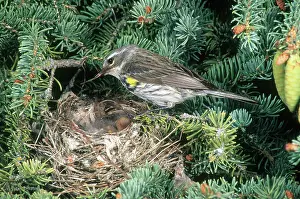 Parulidae: Yellow-rumped Warbler