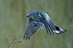 Rumped: Yellow-Rumped Warbler