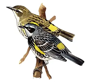 Rumped: Yellow-rumped Warbler
