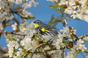 Cherries: Yellow-rumped Warbler / Audubon's Warbler - in