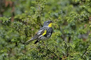 Audubons: Yellow-rumped Warbler / Audubon's Warbler - male singing