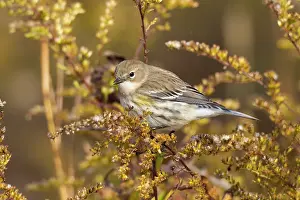 Coronata: Yellow-rumped Warbler - autumn plumage during fall migration