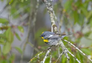 Rumped: Yellow-rumped warbler (Dendroica coronata). Pacific