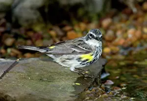 Parulidae: Yellow-rumped Warbler (Dendroica coronata)