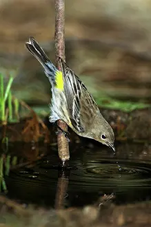 Rumped: Yellow-rumped Warbler Drinking