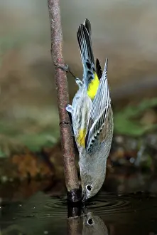 Rumped: Yellow-rumped Warbler Drinking