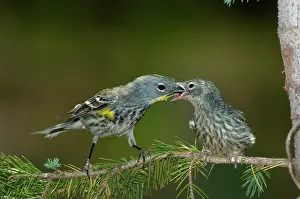 Parulidae: Yellow-rumped Warbler feeding young