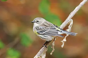 Coronata: Yellow-rumped Warbler - female