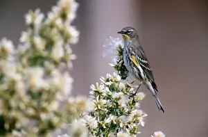 B Moose Peterson: YELLOW RUMPED WARBLER - in floral bush