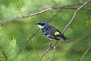 Rumped: Yellow-rumped Warbler - male on migration