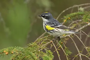 Coronata: Yellow-rumped Warbler - Male perched on branch, Spring