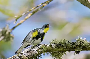 Coronata: Yellow-rumped Warbler - in maple tree - Spring