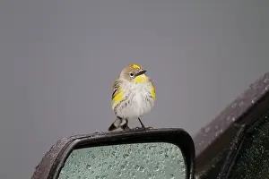 Mirrors: Yellow-rumped Warbler - perched on car wing-mirror