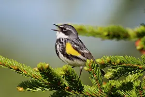 Coronata: Yellow-rumped Warbler - singing
