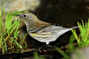 Rumped: Yellow-rumped Warbler at Water