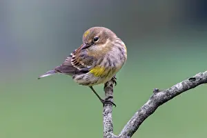Beige: Yellow-rumped warbler in winter plumage, Kentucky