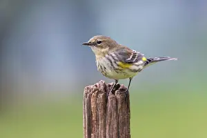Kentucky: Yellow-rumped warbler in winter plumage, Kentucky