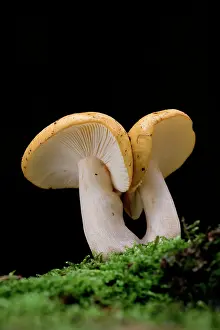 Russula: Yellow Russula - fungus - autumn